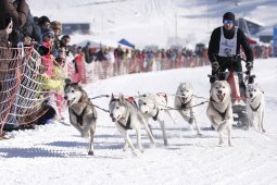 Lenk 2013